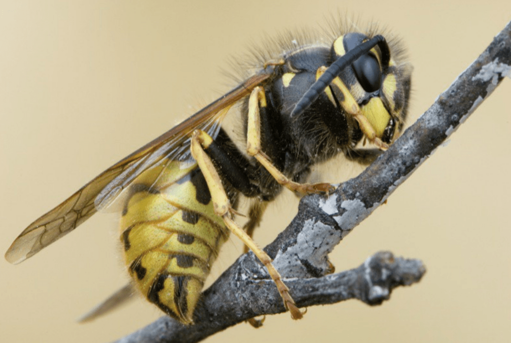 Common wasp (Vespula vulgars)